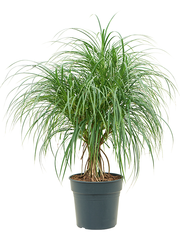 
                  
                    Pandanus stellatus
                  
                
