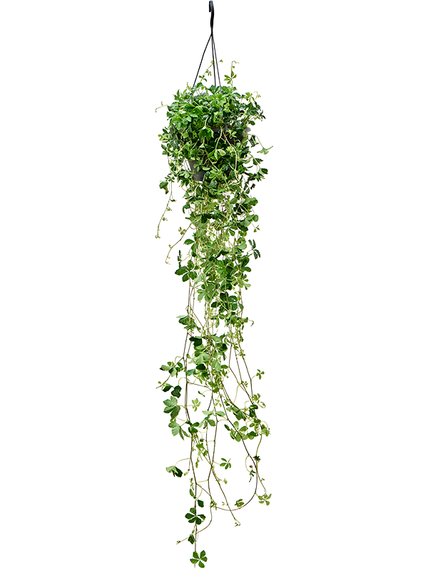
                  
                    Parthenocissus striata
                  
                