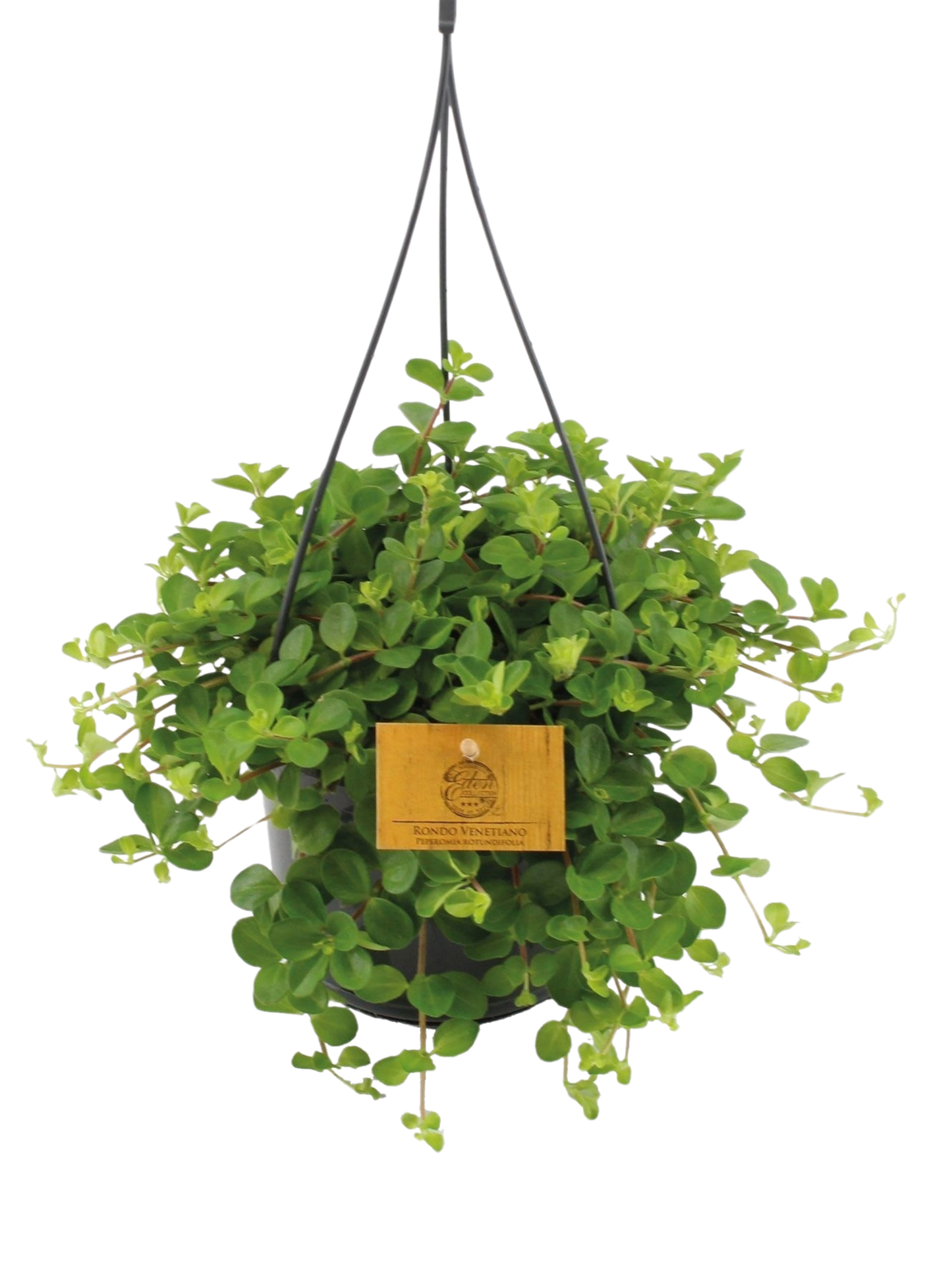 
                  
                    Peperomia rotundifolia
                  
                