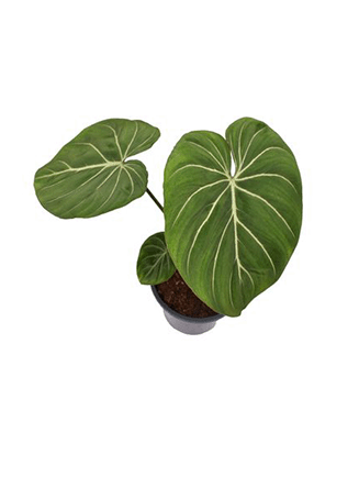 Philodendron gloriosum