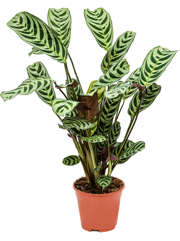 
                  
                    Ctenanthe burle-marxii 'Amagris'
                  
                
