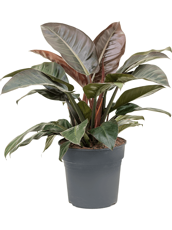 Philodendron Imperial Red.