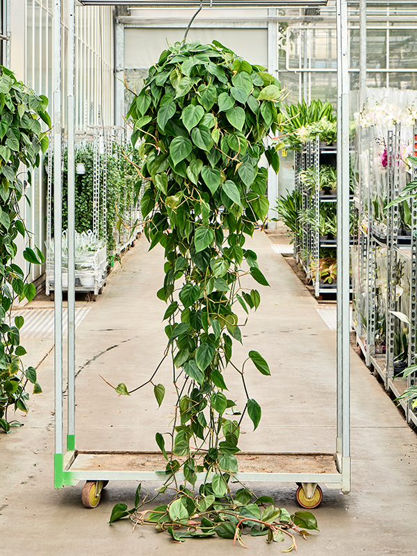 
                  
                    Philodendron scandens
                  
                