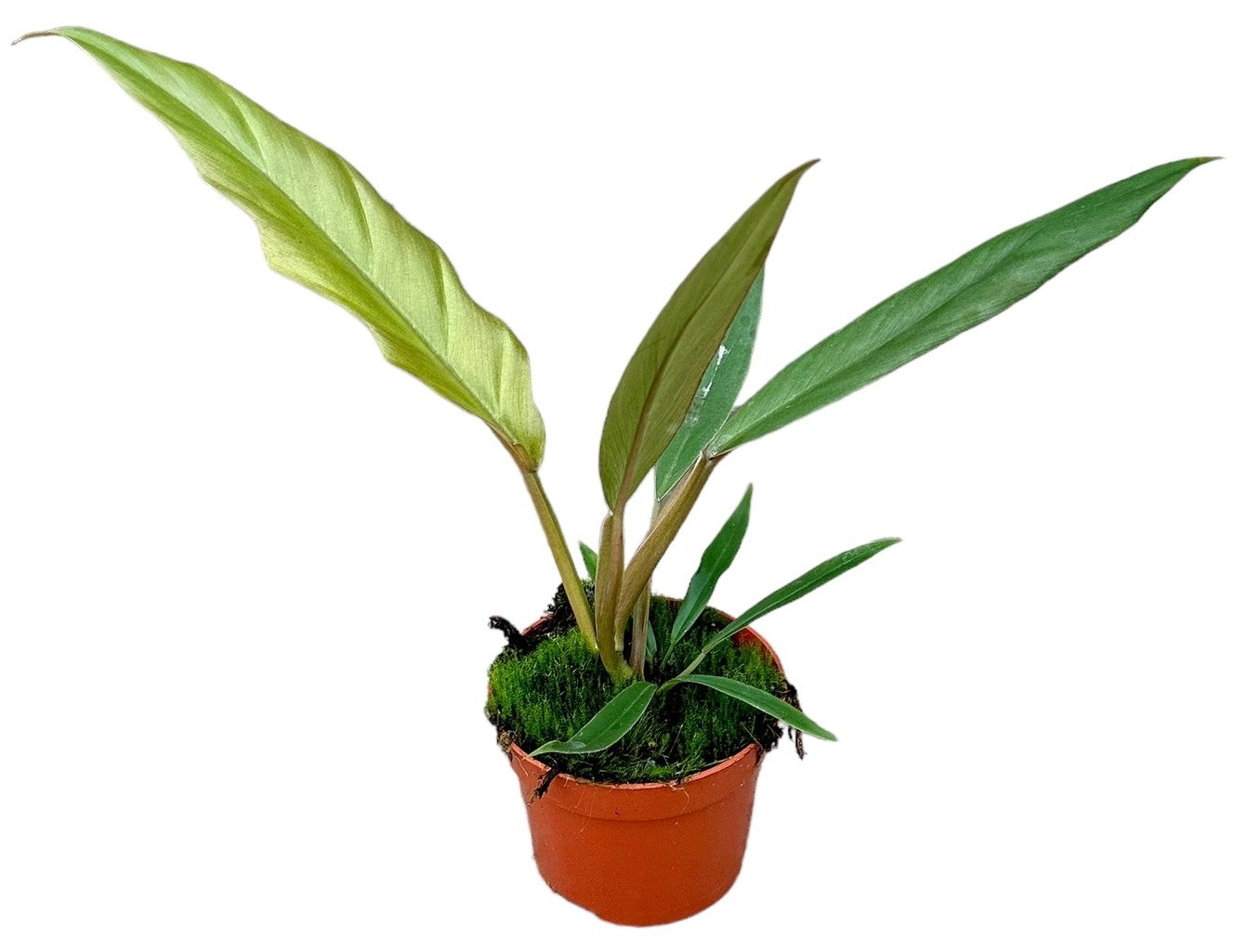 
                  
                    Philodendron Caramel Pluto
                  
                