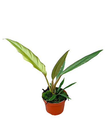 Philodendron Caramel Pluto