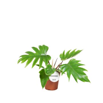 Philodendron Mayoi