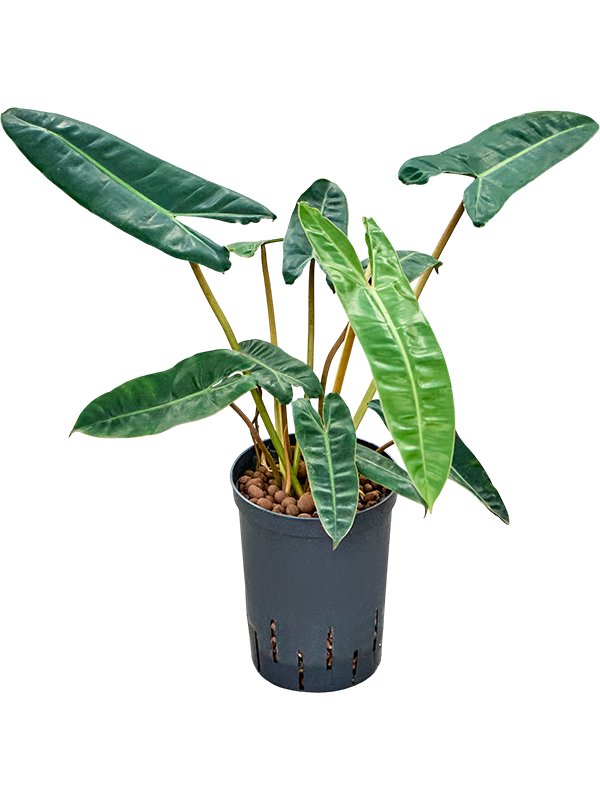 
                  
                    Philodendron Billietiae
                  
                