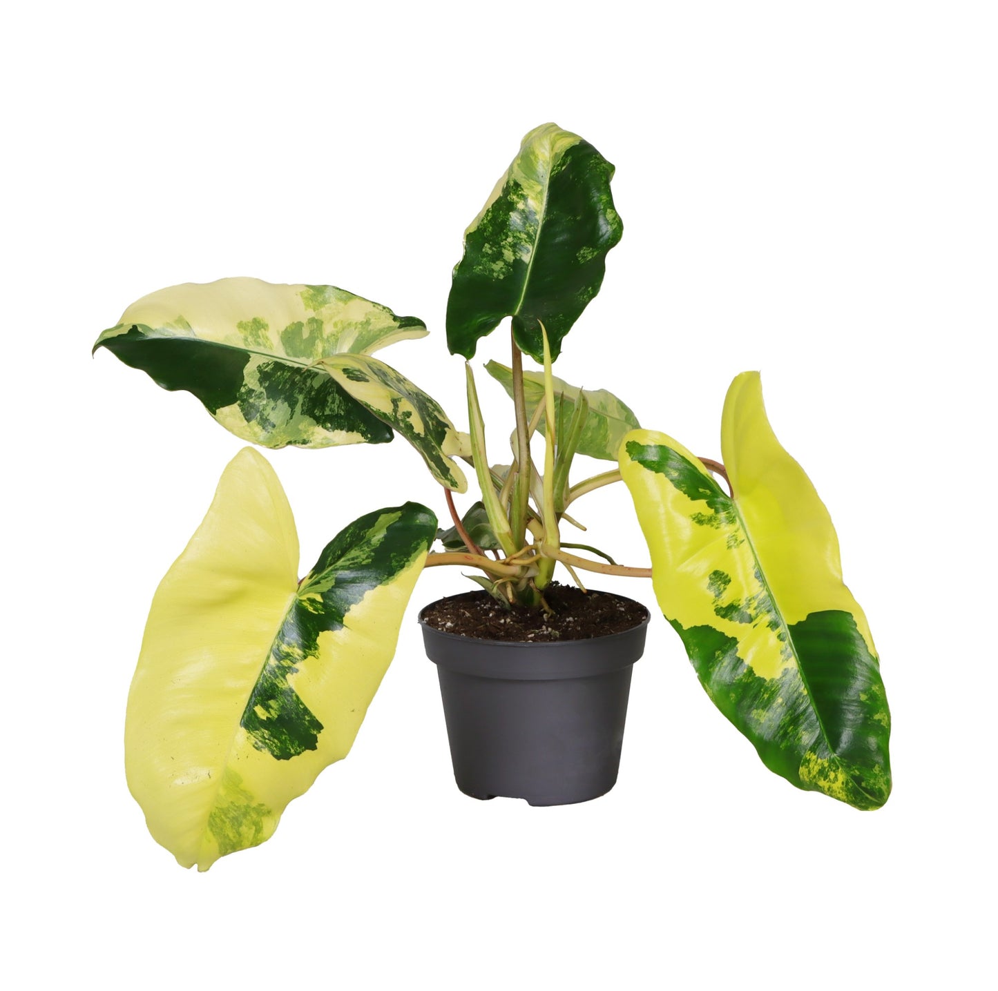 
                  
                    philodendron burle marx variegata
                  
                