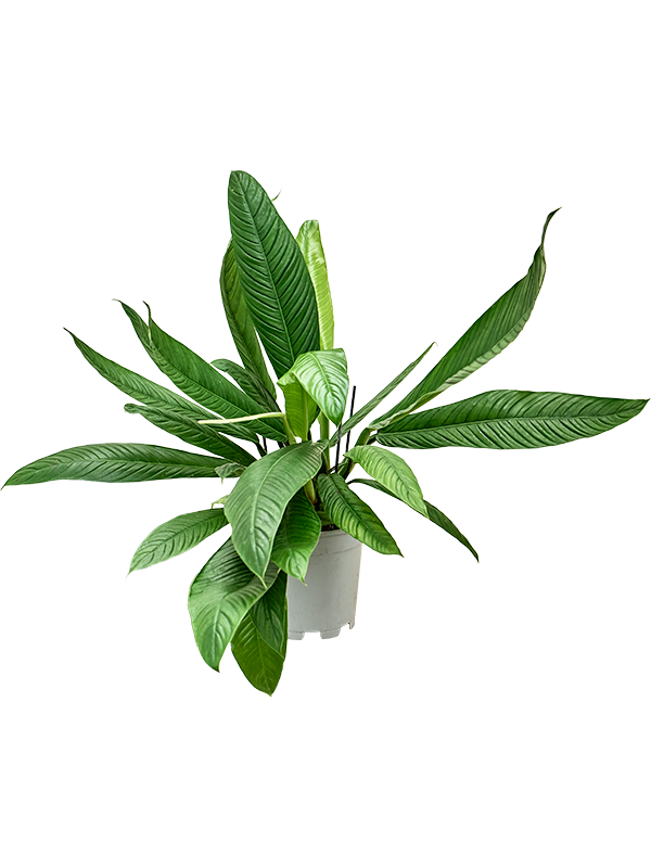 Philodendron Campii