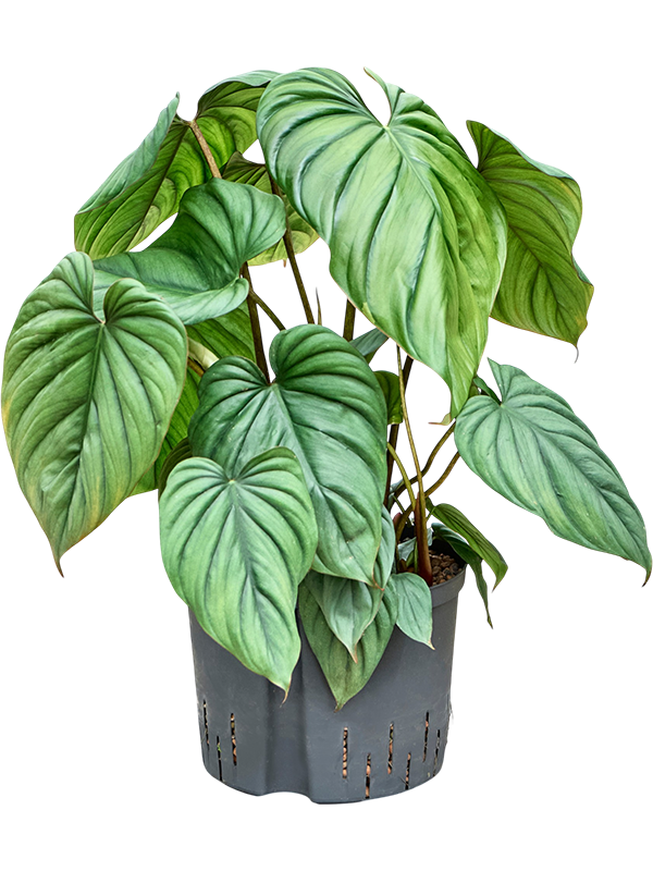 
                  
                    Philodendron Colombia
                  
                
