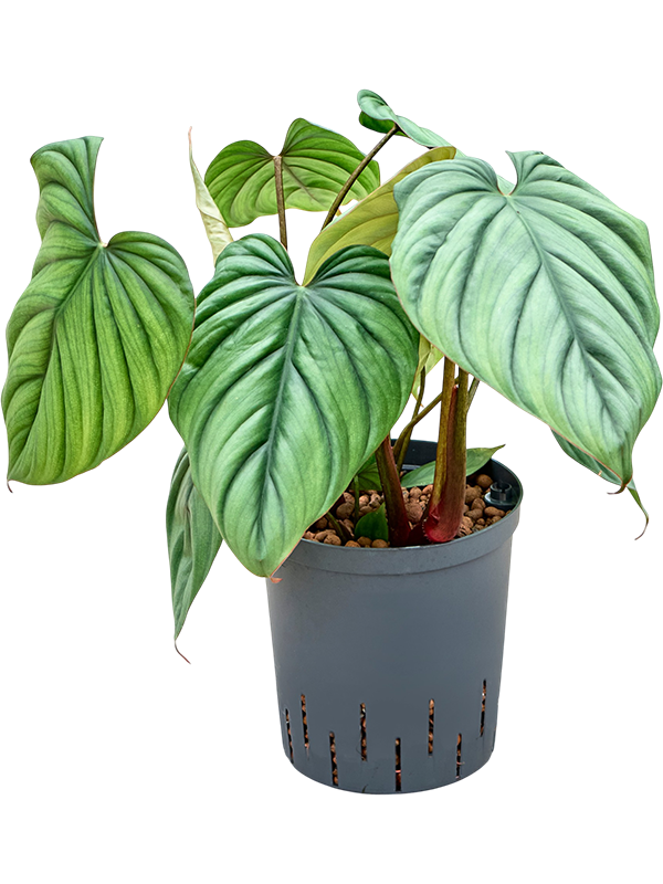 
                  
                    Philodendron Colombia
                  
                
