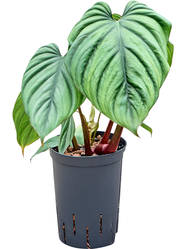 
                  
                    Philodendron Colombia
                  
                
