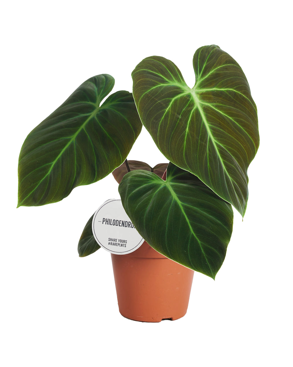 Philodendron El Choco Red