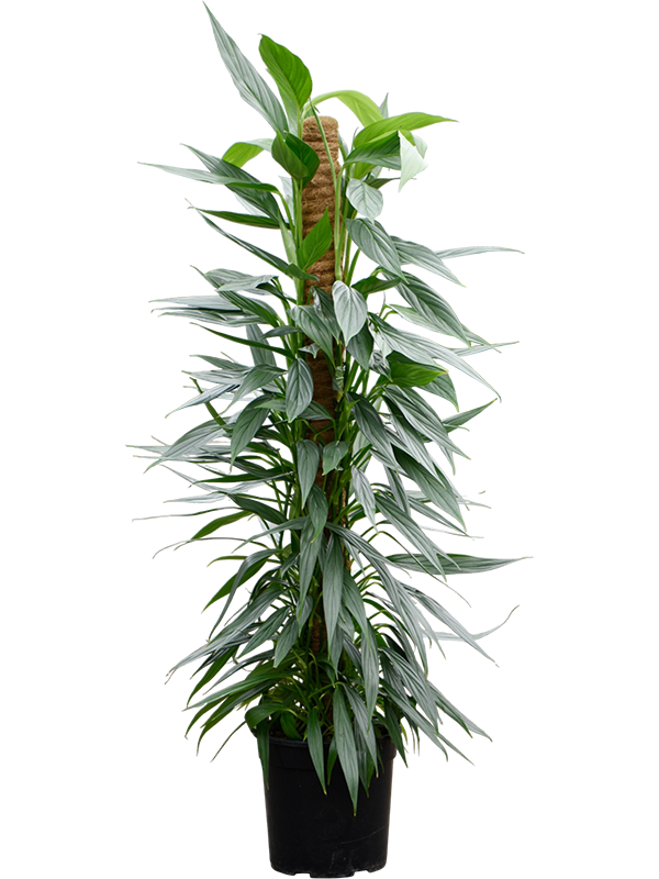 
                  
                    Philodendron Exotica
                  
                