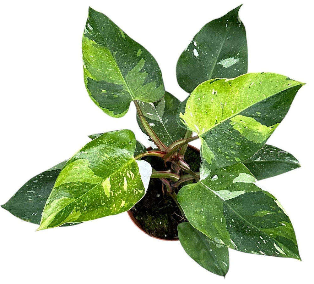 
                  
                    Philodendron Fresh Aurea
                  
                
