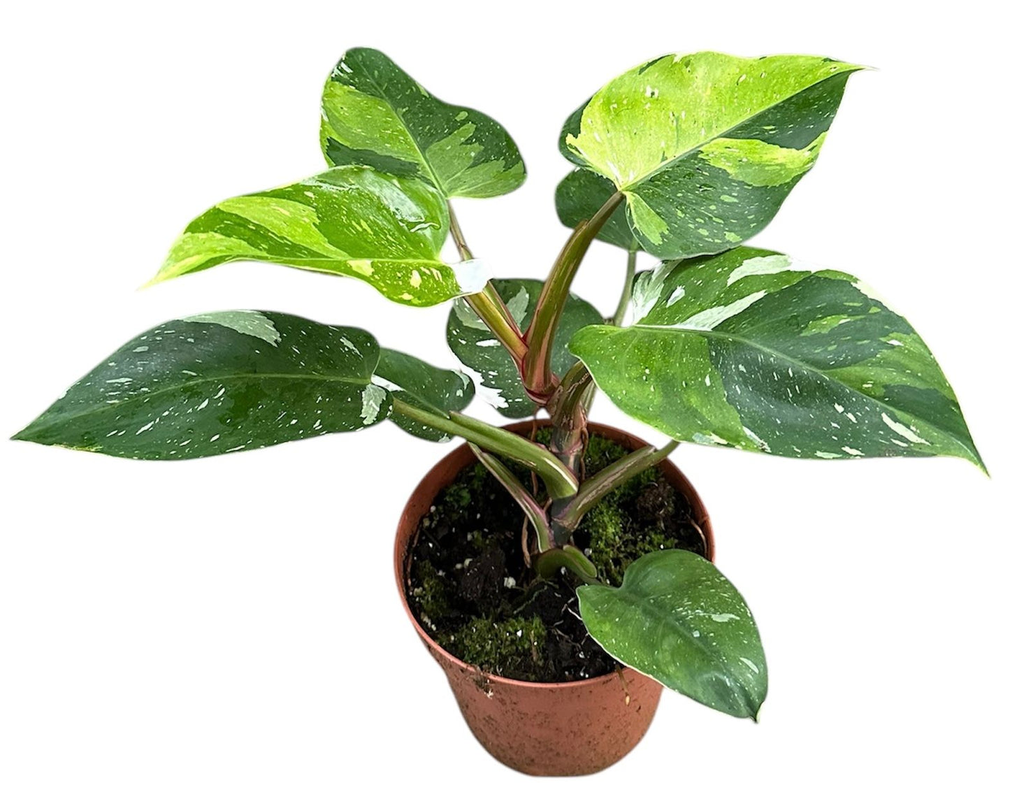 
                  
                    Philodendron Fresh Aurea
                  
                