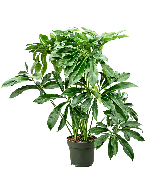 philodendron funny bunny Philodendron Fun bun