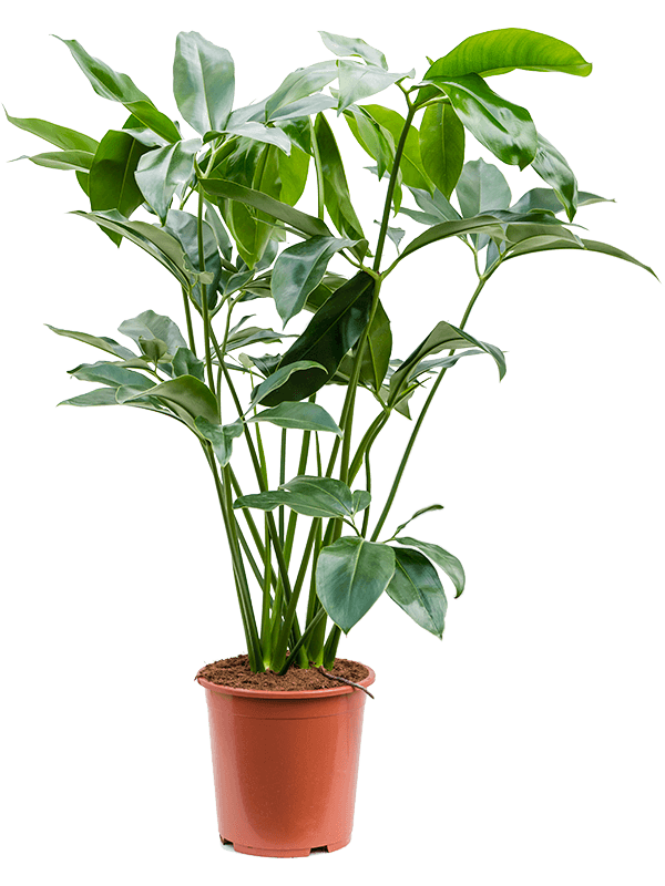 
                  
                    Philodendron Green Wonder
                  
                
