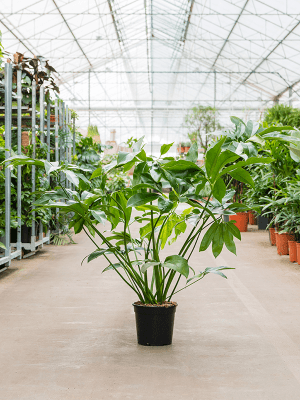 
                  
                    Philodendron Green Wonder
                  
                