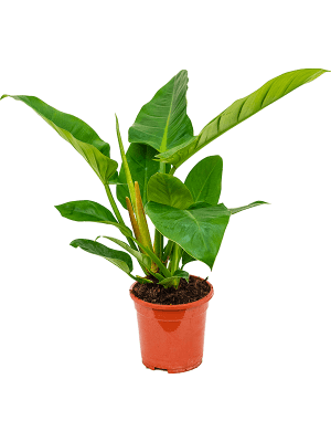 
                  
                    Philodendron Imperial Green
                  
                