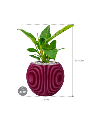 
                  
                    Philodendron `Imperial Green' en Capi
                  
                
