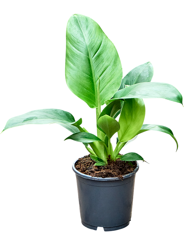 
                  
                    Philodendron Imperial Green
                  
                
