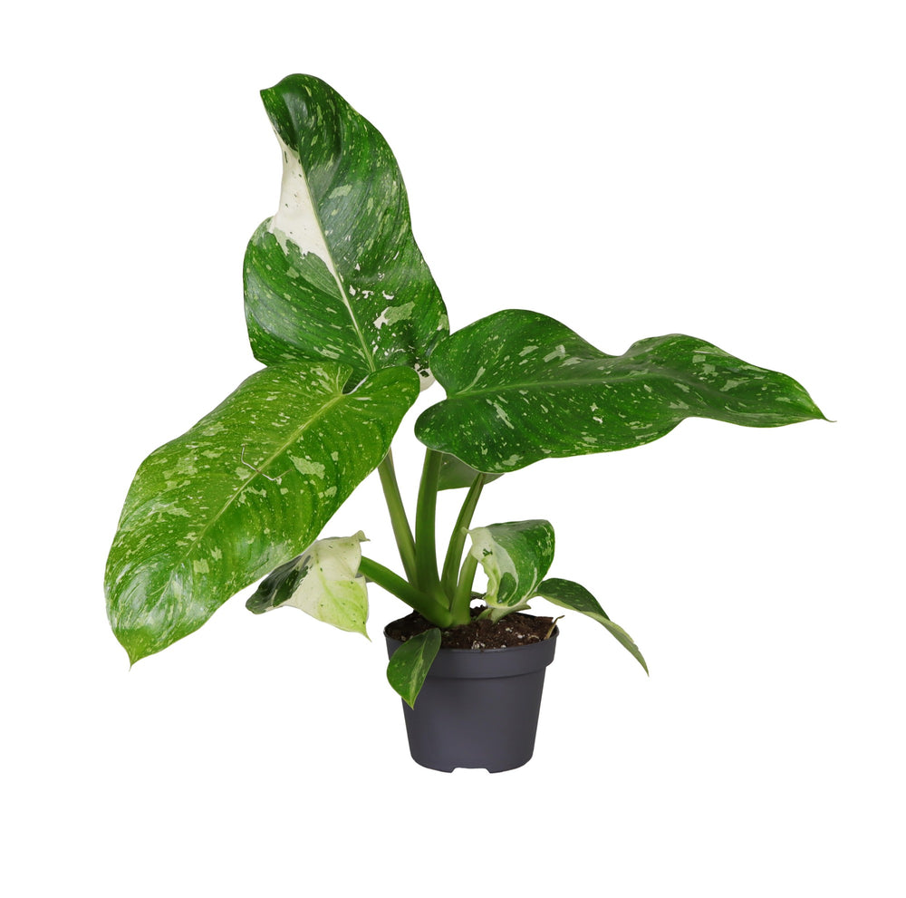 Philodendron Jose Buono
