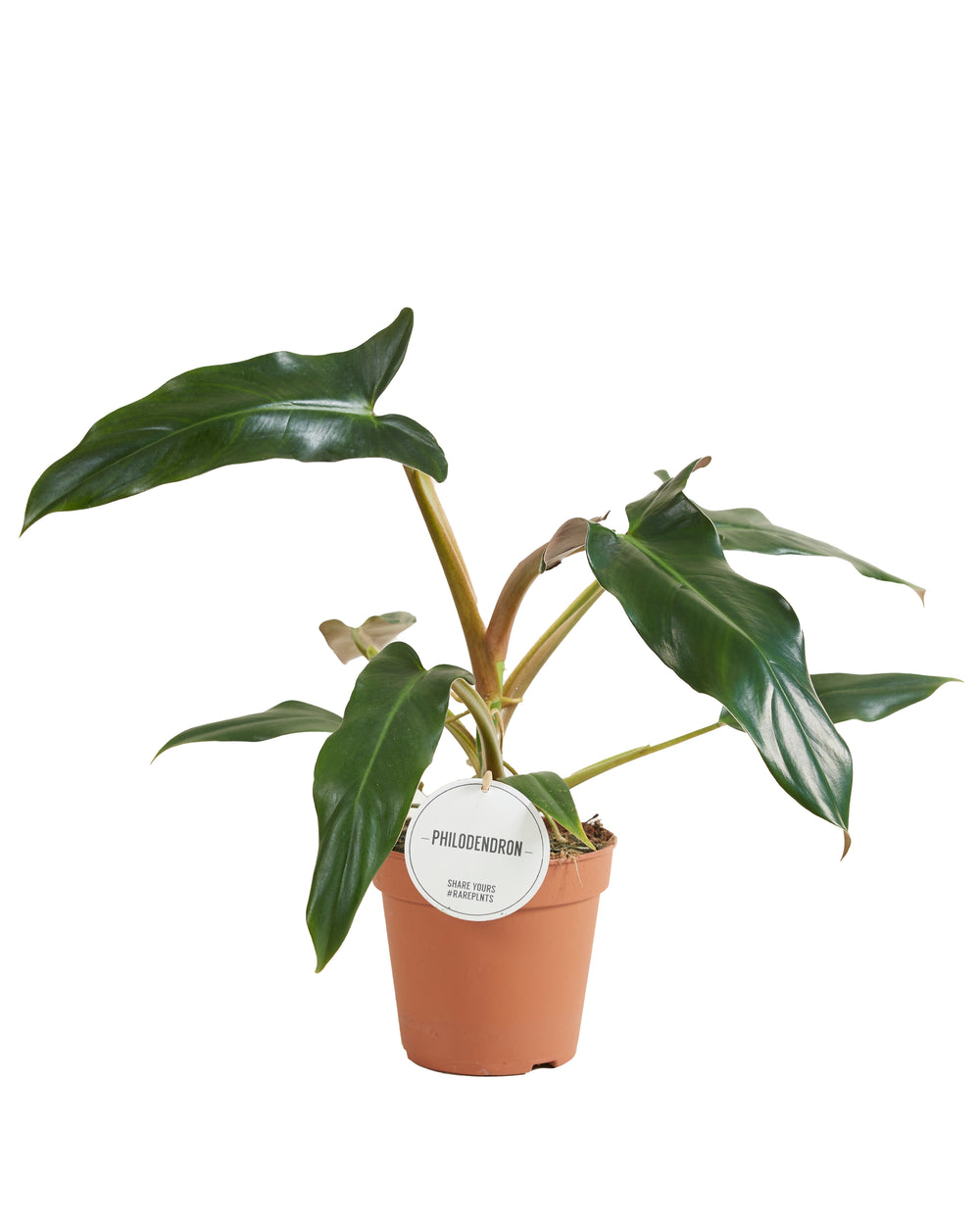 Philodendron mexicanum
