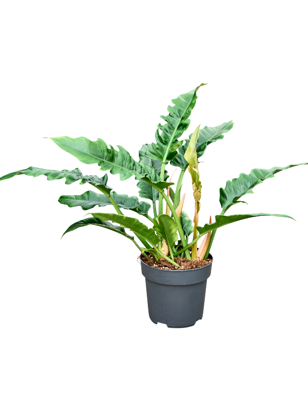 
                  
                    Philodendron Narrow
                  
                