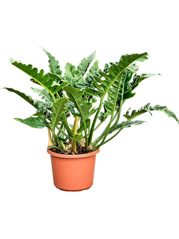 
                  
                    Philodendron Narrow
                  
                