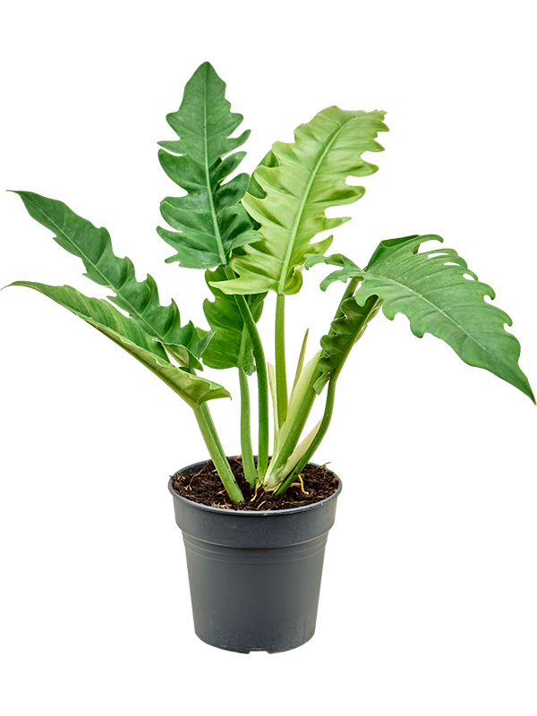 Philodendron Narrow