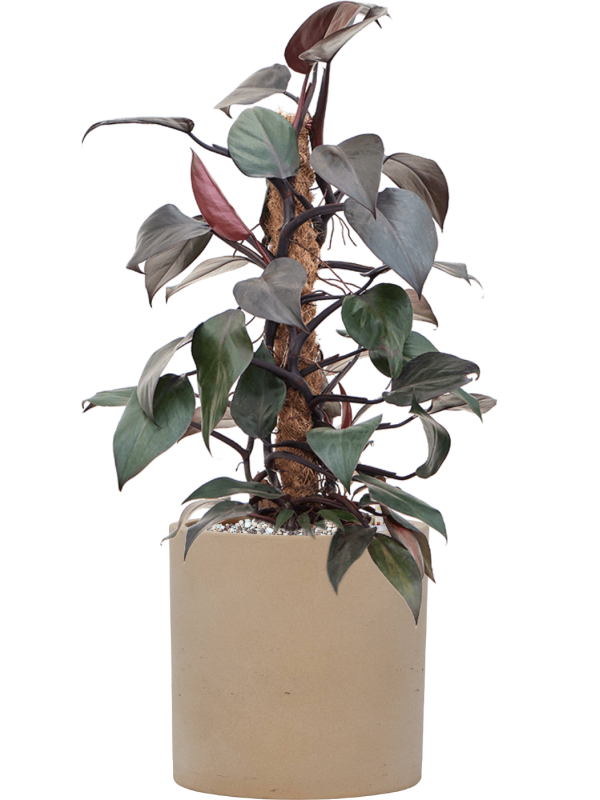 Philodendron New Red en pot Rough