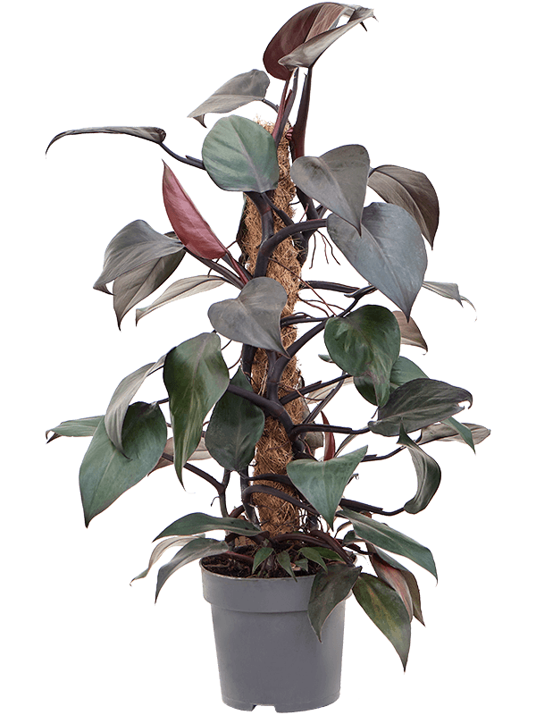 Philodendron New Red