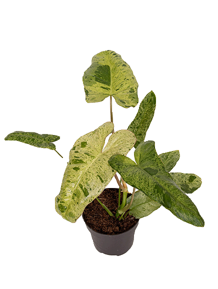 Philodendron Paraiso Verde