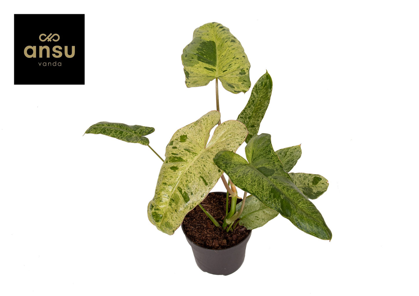 
                  
                    Philodendron Paraiso Verde
                  
                