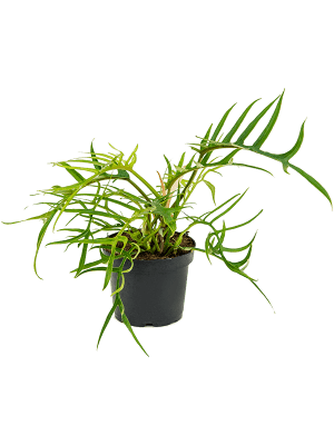 Philodendron Polypodioides Tortum