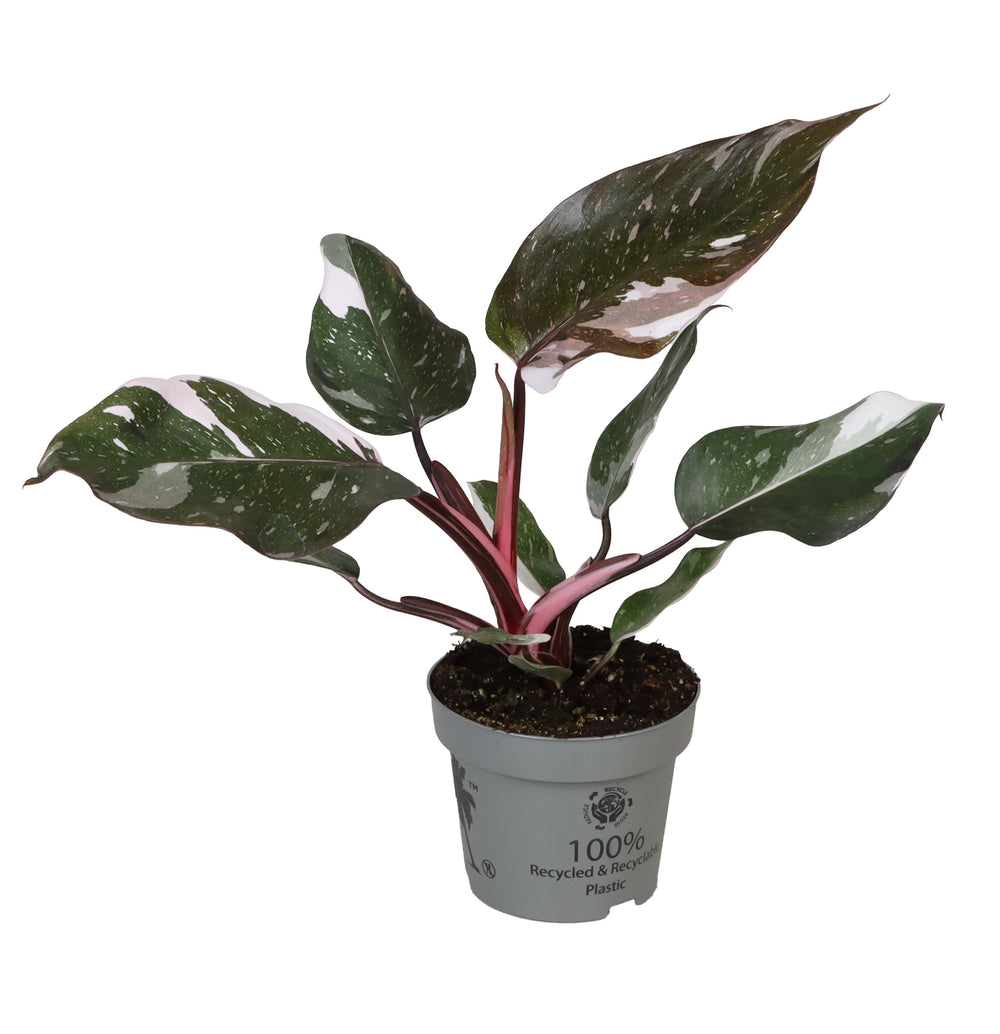 Philodendron Red Anderson