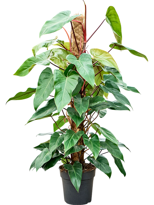 Philodendron Red Emerald