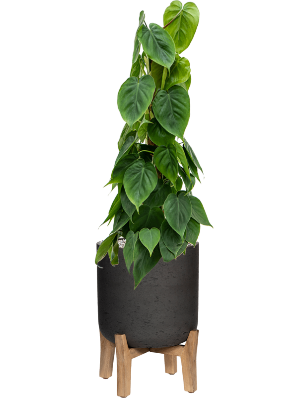 charlie philodendron Philodendron Scandens en pot rought charlie sur pied haut bois