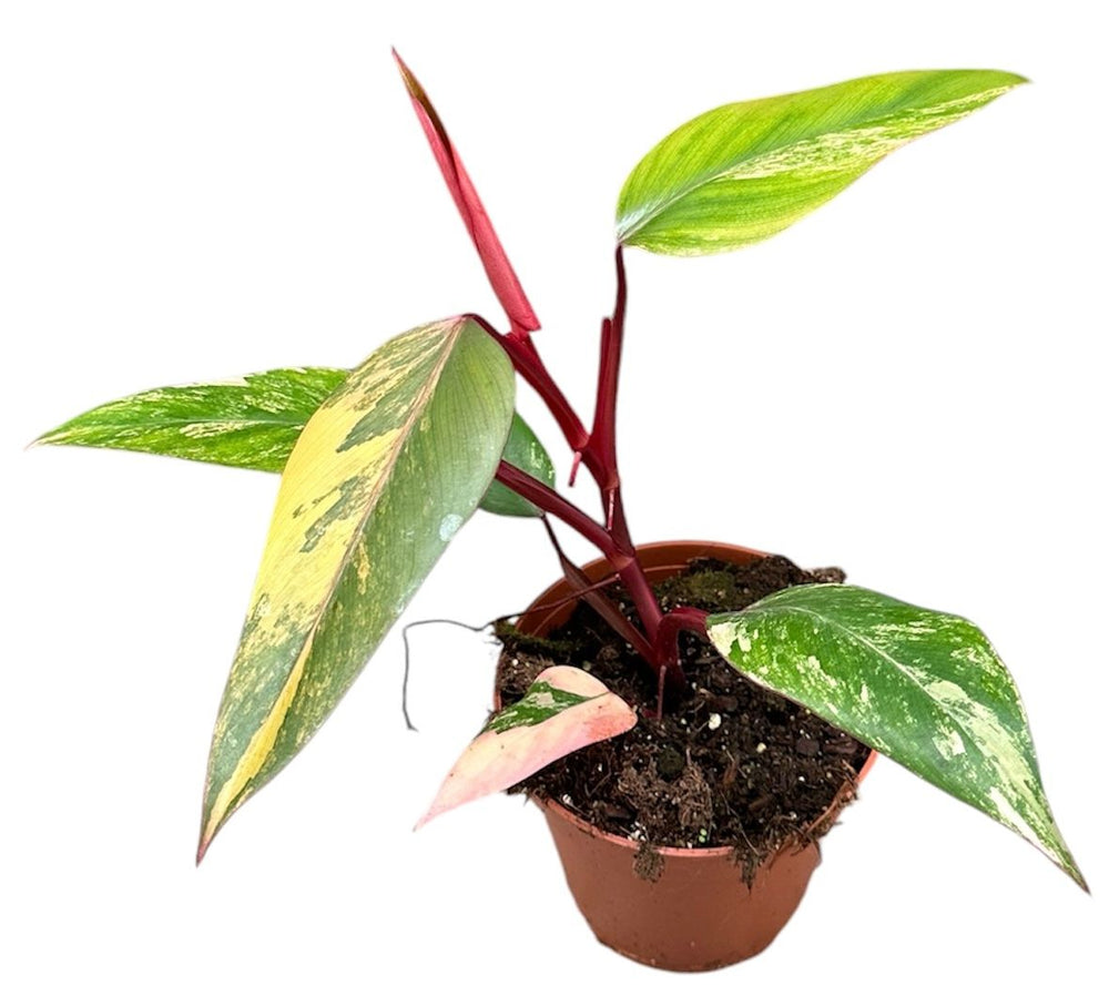 Philodendron Strawberry Shak