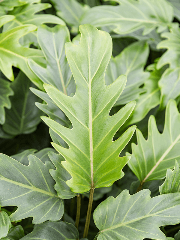 
                  
                    Philodendron Xanadu
                  
                