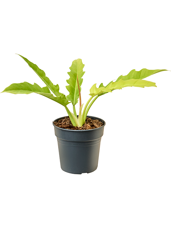 Philodendron Yellow Saw