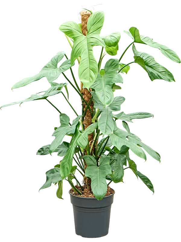 Philodendron bipennifolium Silver Violin