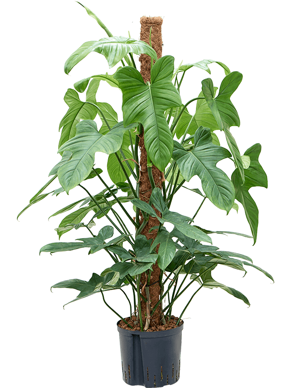 Philodendron bipennifolium Silver Violin