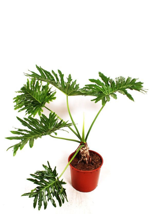 
                  
                    Philodendron bipinnatifidum Cum Laude
                  
                
