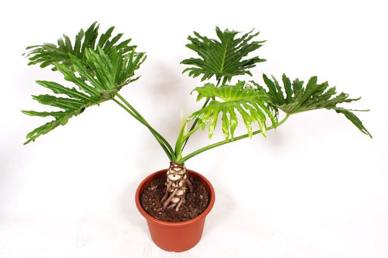
                  
                    Philodendron bipinnatifidum Cum Laude
                  
                