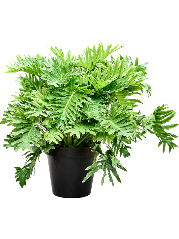 
                  
                    Philodendron bipinnatifidum Shangri-La'
                  
                
