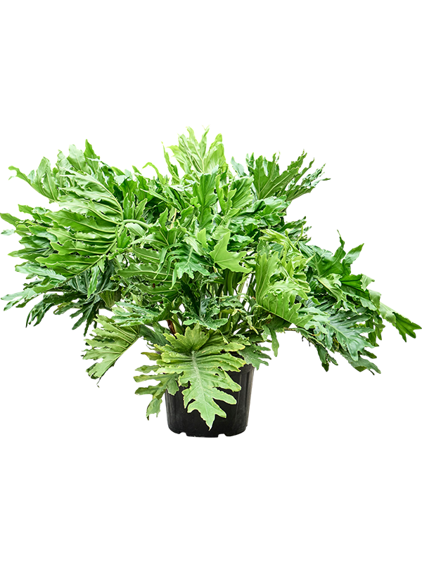 
                  
                    Philodendron bipinnatifidum Shangri-La'
                  
                