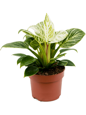 Philodendron  Birkin 'White Wave'