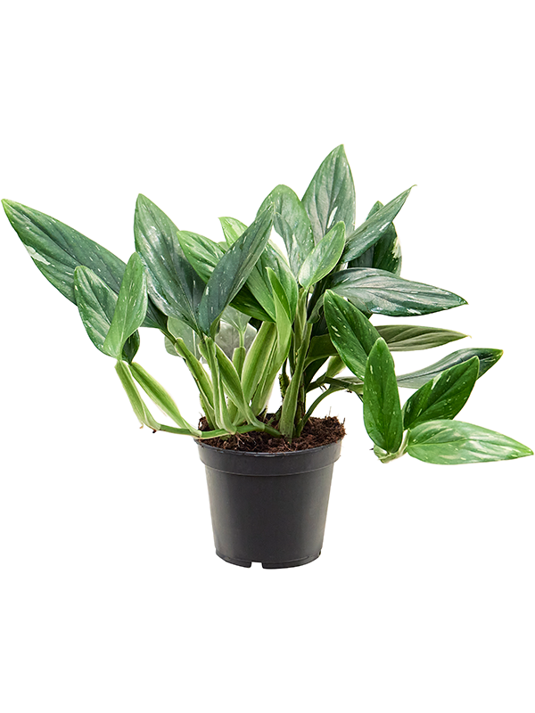 Philodendron Cobra